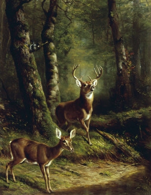 Buck and Doe in the Adirondacks Buck and Doe in the Adirondacks