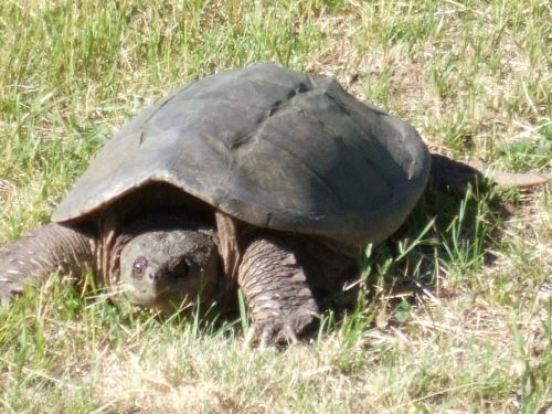 Snapper